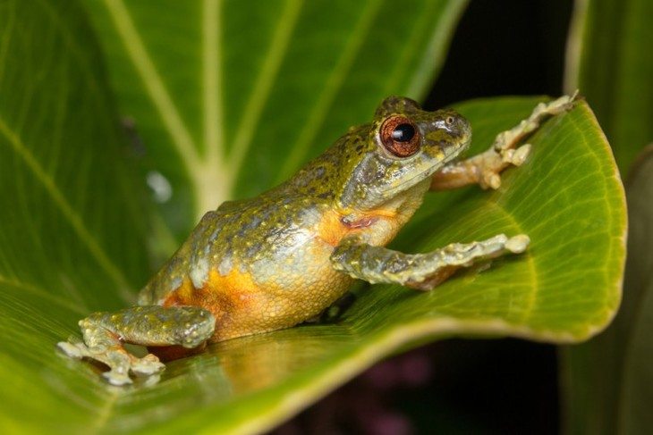 Frogs often feed on insects