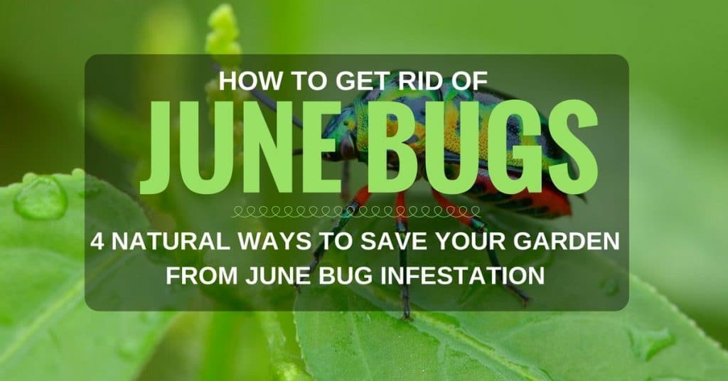 How To Get Rid Of June Bugs 3