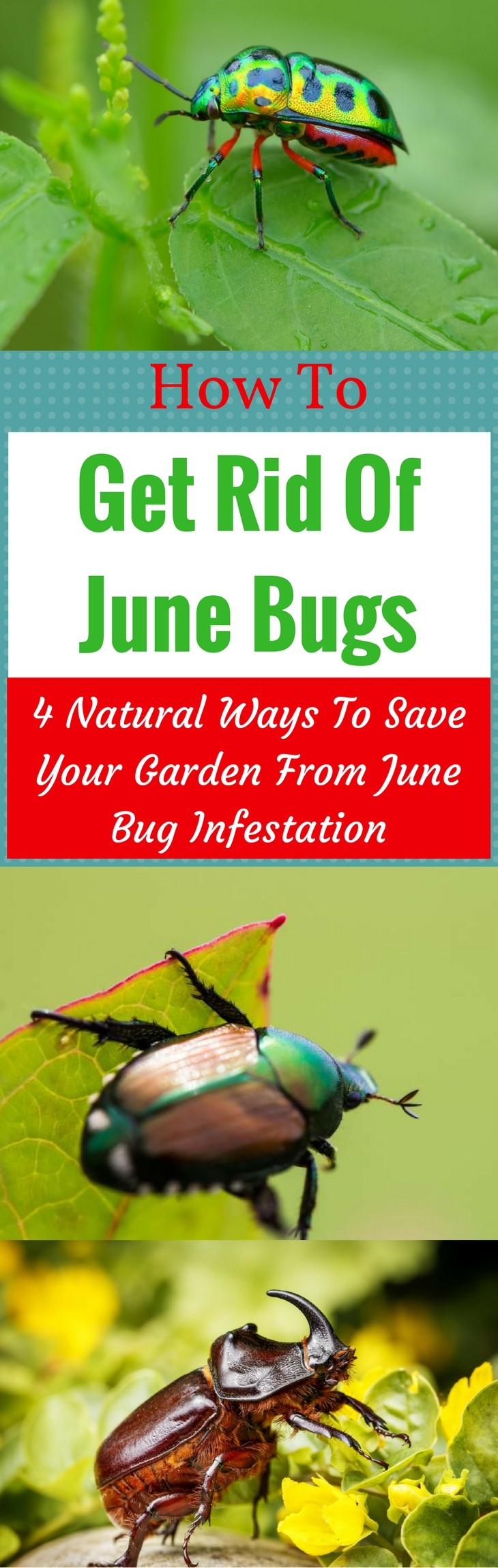 How To Get Rid Of June Bugs