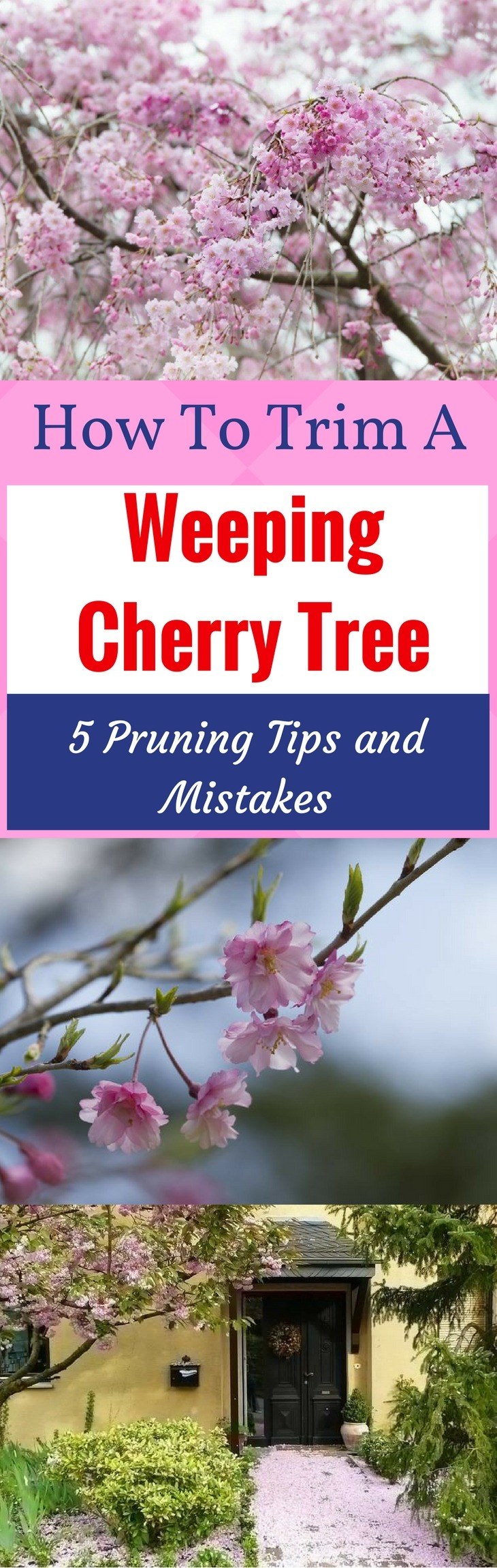 How to Trim a Weeping Cherry Tree: 5 Pruning Tips and Mistakes that You Should Know