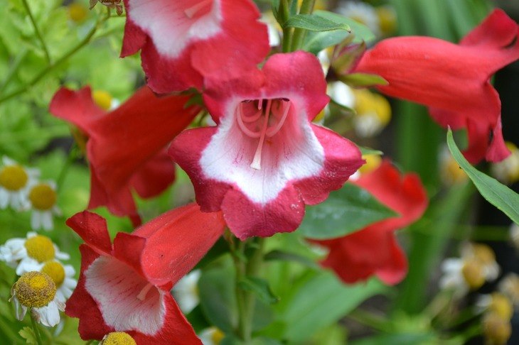 Penstemon with other flowers in the garden