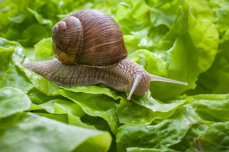 Slugs and snails destroy hostas