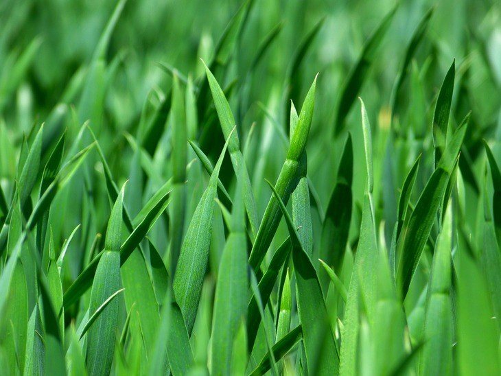 how long does grass seed take to grow fully