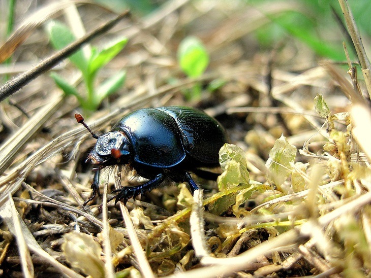 This black June beetles is feeding on dead leaves on a vegetable plot