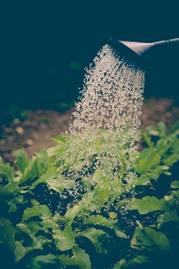 Tilling allows the water to absorb to the roots of the plants and nurture it as it grows