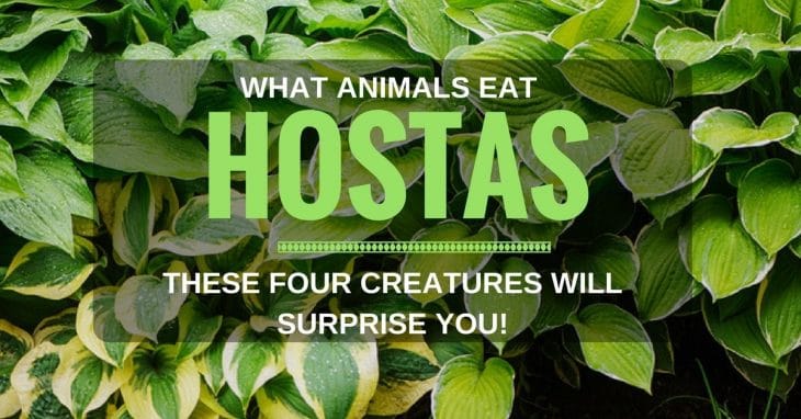 What Animals Eat Hostas