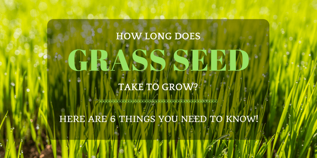 How Long Does Grass Seed Take To Grow Fully? 6 Things to Know!