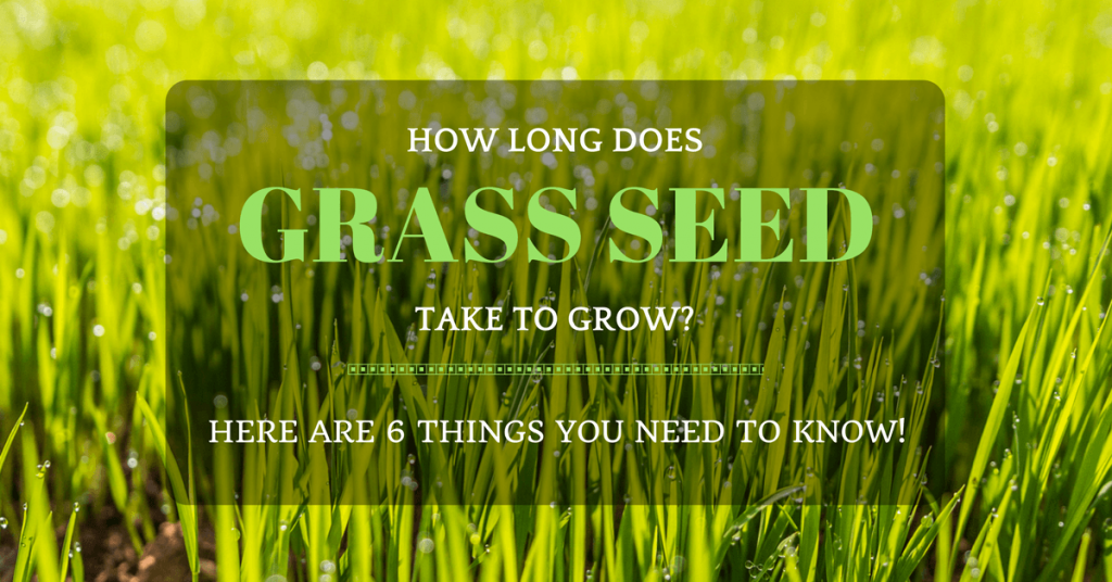 how long does grass seed take to grow