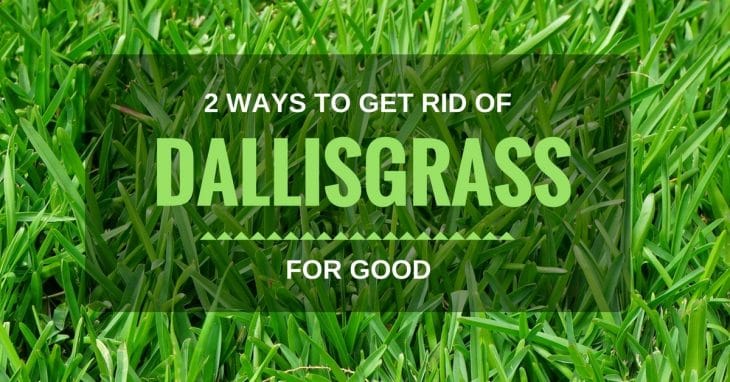 how to kill dallisgrass 1
