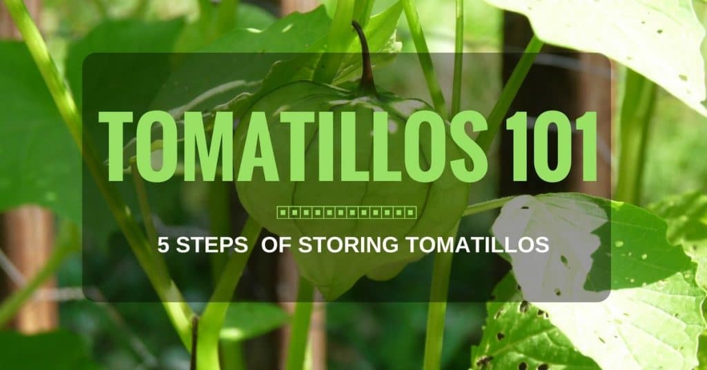 5 STEPS OF STORING TOMATILLOS