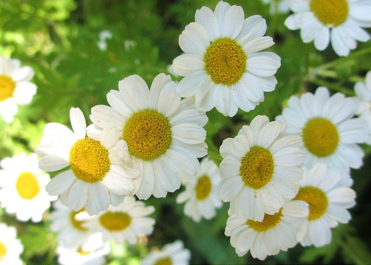 A bunch of Feverfew flowers thriving in the meadow