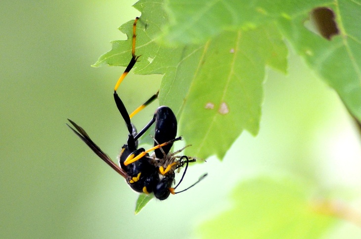 A dirt dobber hanging on a leaf while stinging a spider