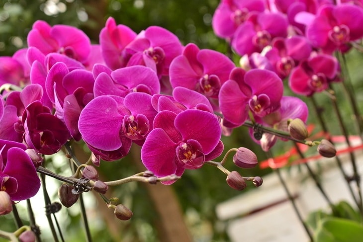 A normal healthy orchid can bloom several times a year