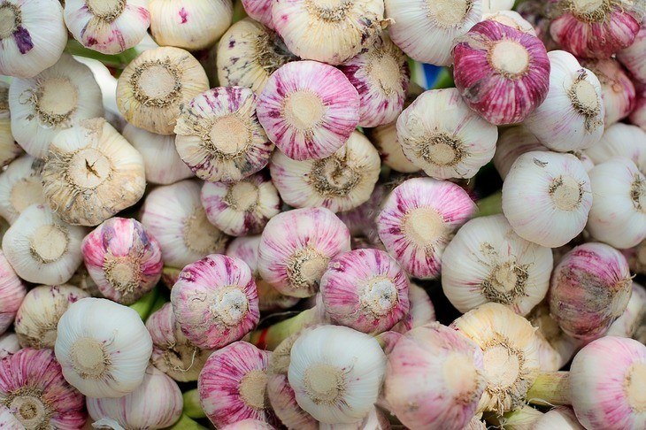 Beautiful bulbs of garlic are only produced through proper care and maintenance