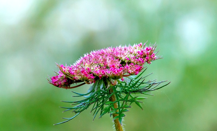 Daucus Carota Flower with numerous mature clustered seeds from fertilized flower