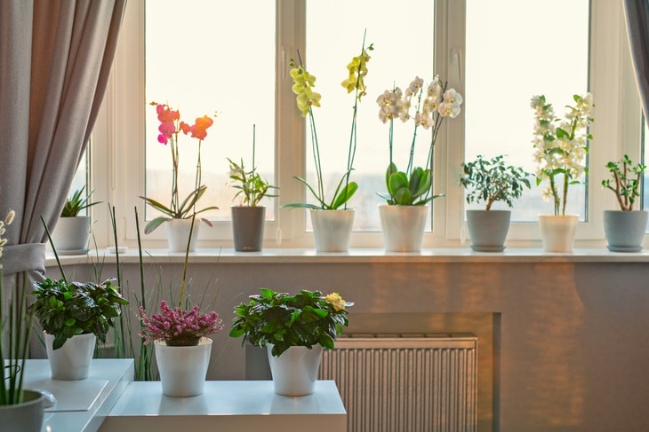 Different orchids planted in white decorative pots