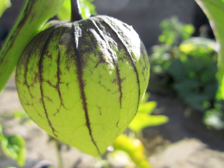 During the summer season, the husk has green and dark marks on its surface