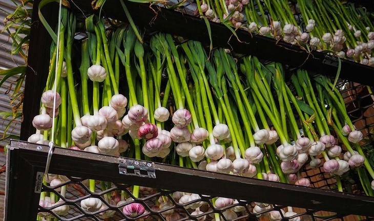Garlic can be grown in a number of environments
