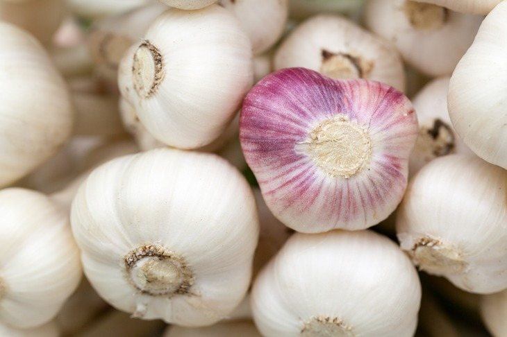  Garlic is part of the lily family also containing plants such as onions