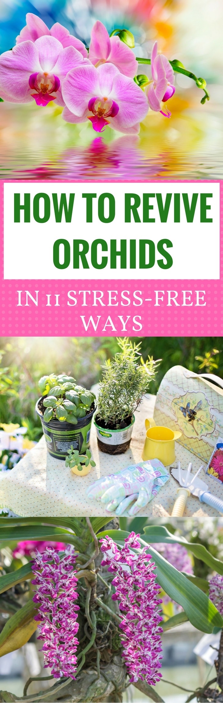 How To Revive Orchids In 11 Stress-Free Ways pin it