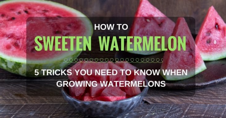 How To Sweeten A Watermelon? 5 Tricks You Need To Know When Growing Watermelons