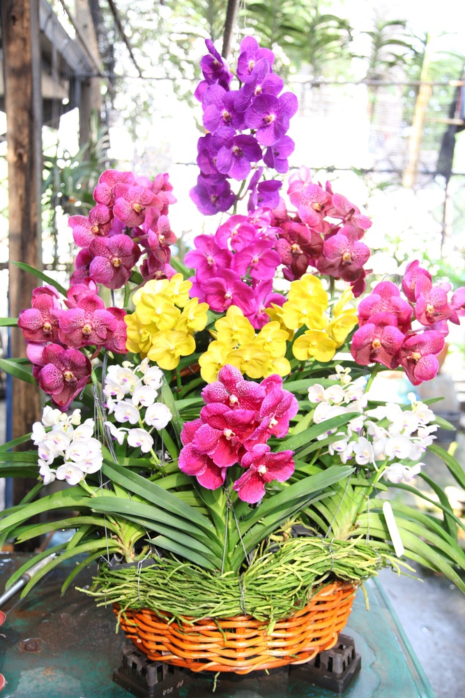 Keeping your orchids in bright places help them photosynthesize better