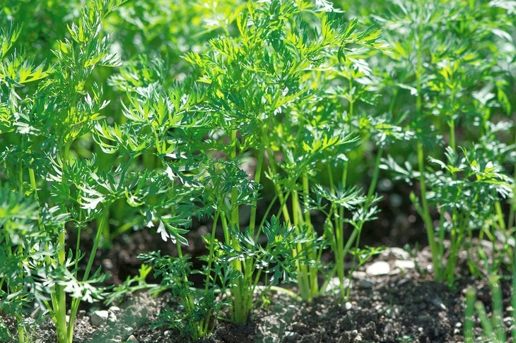 Mature carrot plants are covering the garden bed with lush green leaves