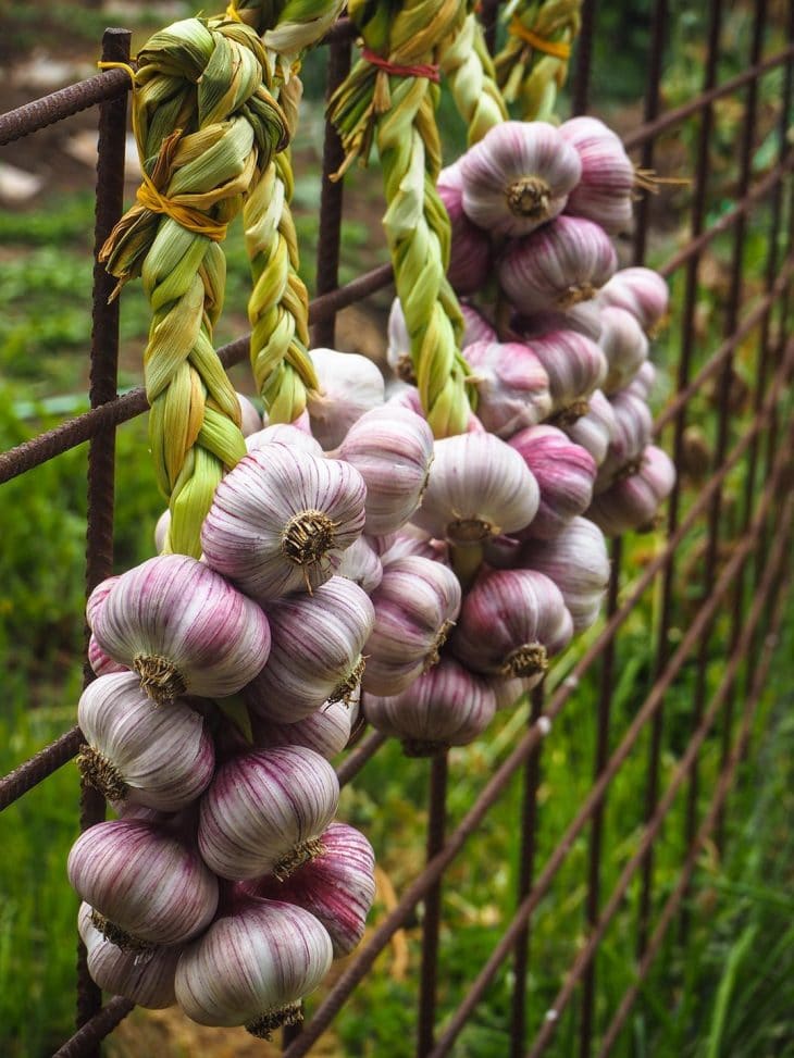 One of the methods of storing garlic is in the form of braids.