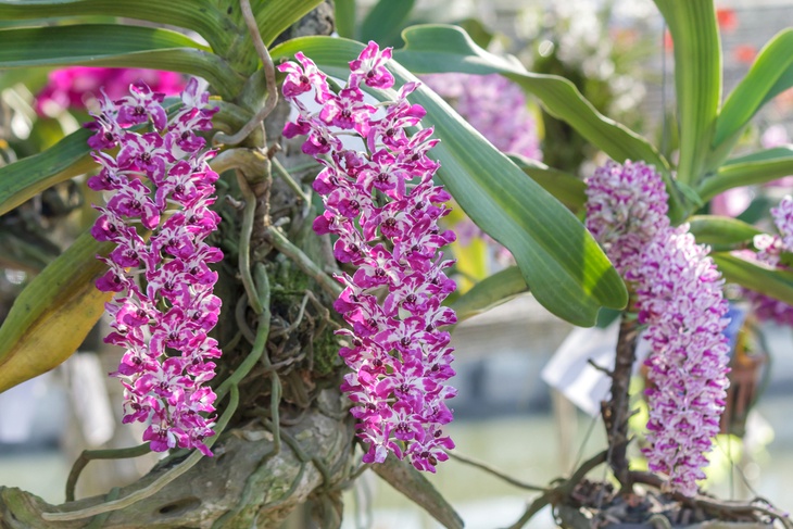 Orchid blooms have butterfly-like texture; they are soft and fragile