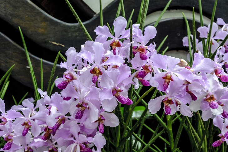Orchids continue to develop bulbs after the first bulbs have bloomed