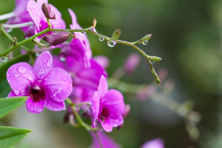Orchids thrive by getting nutrition from the air and rain