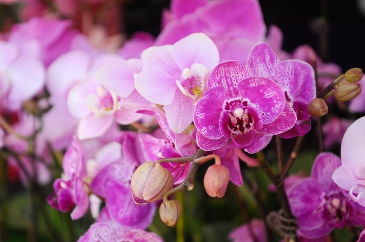 Potted orchids are available at the florist’s and in most retail stores