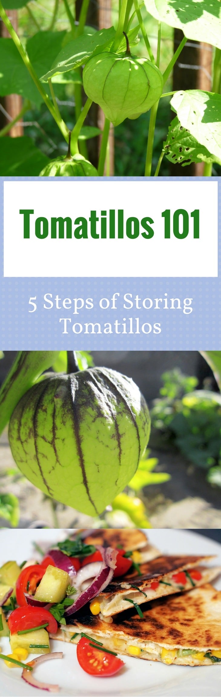 Tomatillos 101- 5 Steps of Storing Tomatillos