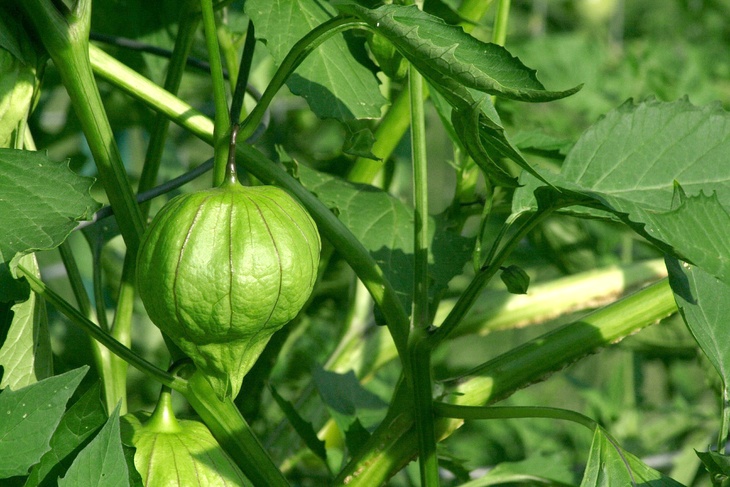 Tomatillos are one of the main ingredients used in Mexican cuisines