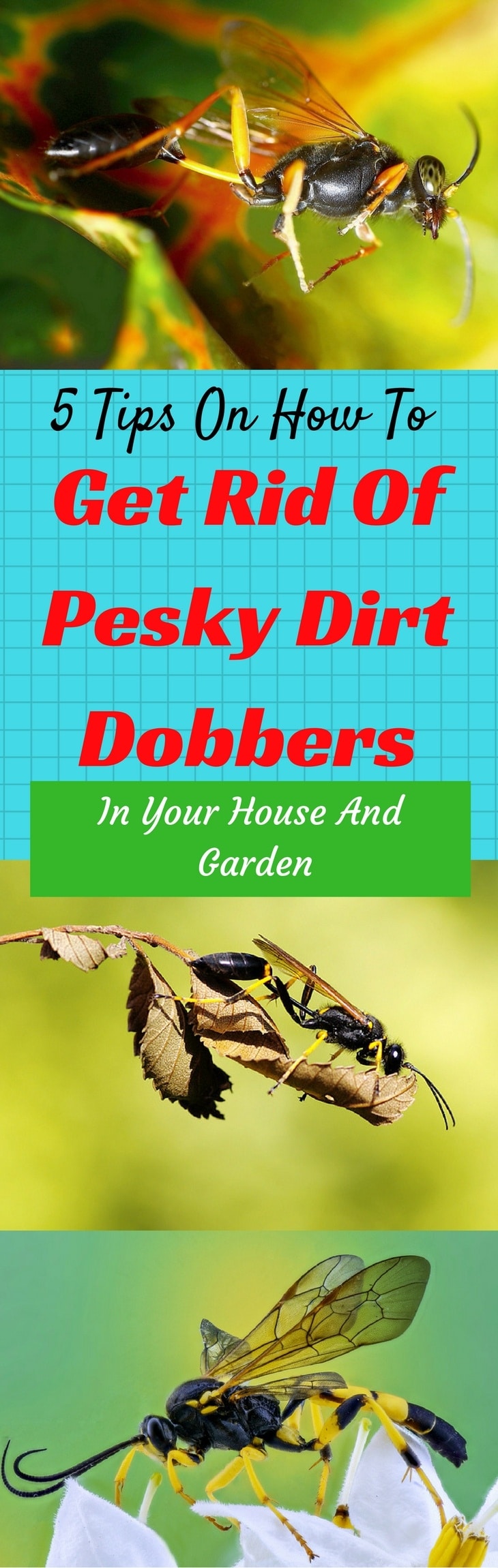 how to get rid of dirt dobbers 