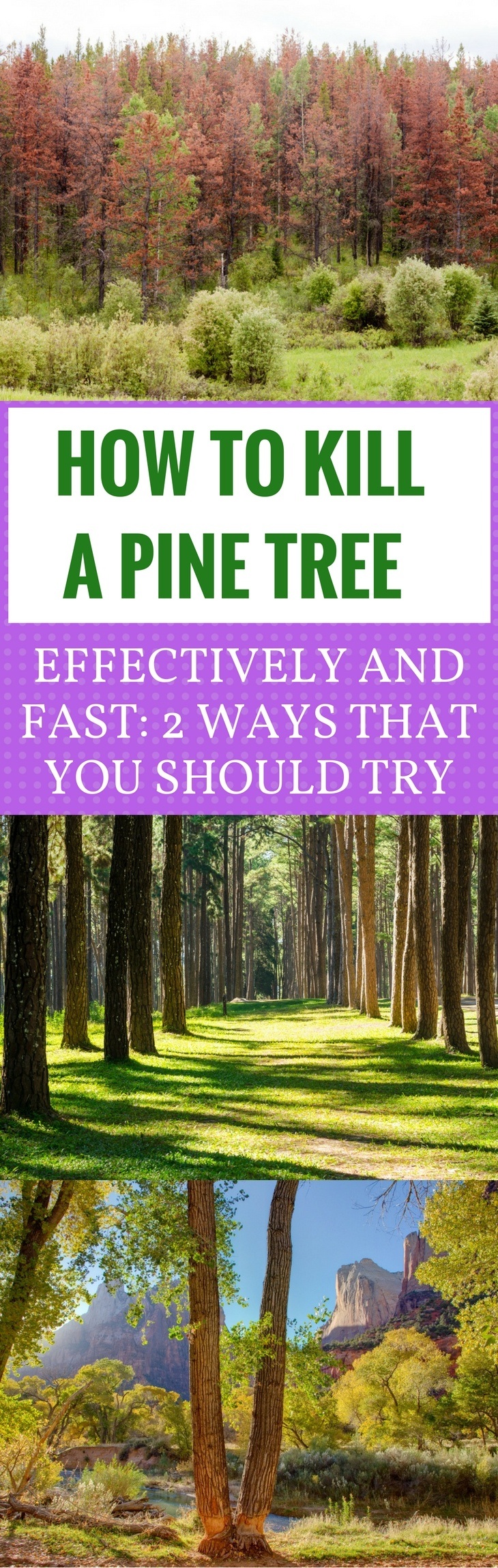how to kill a pine tree pin it