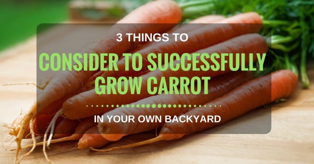 what do carrot sprouts look like