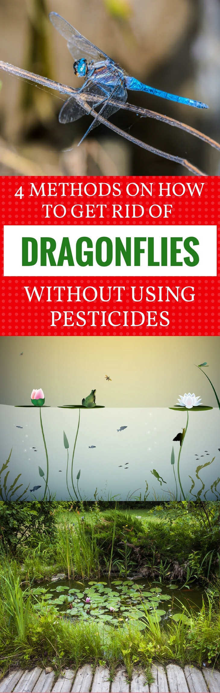 4 Methods On How To Get Rid Of Dragonflies Without Using ...