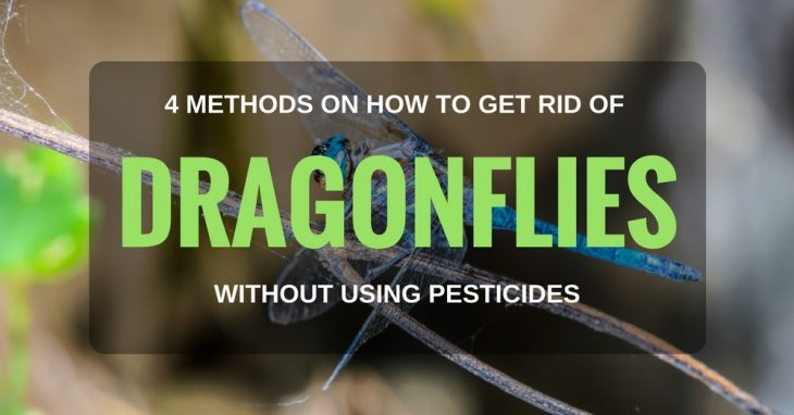 4 Methods On How To Get Rid Of Dragonflies Without Using Pesticides