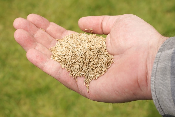 A hand holding some grass seeds against a defocused background