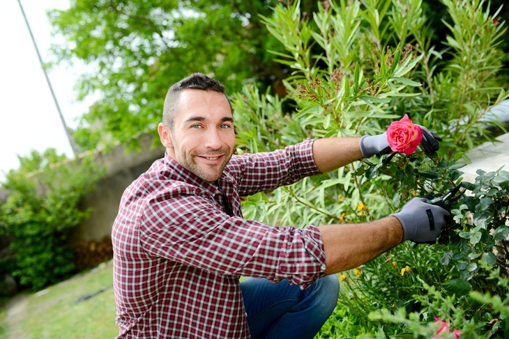 A man cutting a rose from its stem