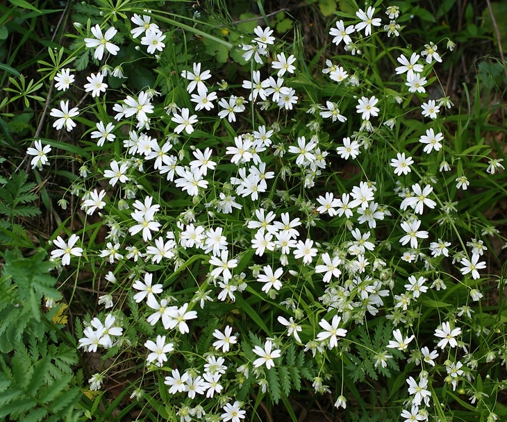 Chickweed with its green tiny leaves and white little flowers