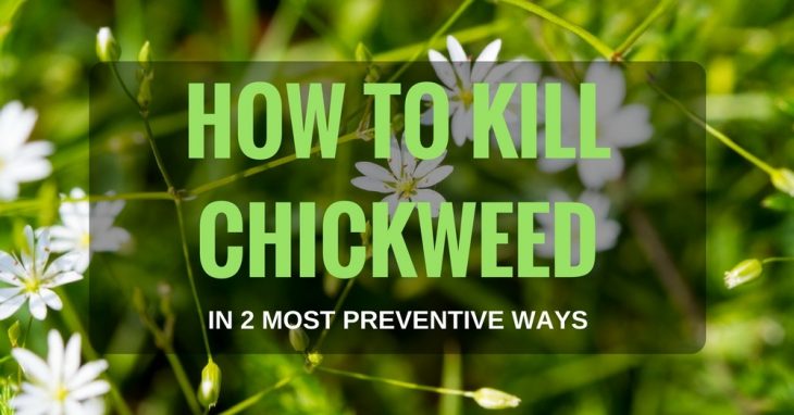 How to Kill Chickweed in 2 Most Preventive Ways
