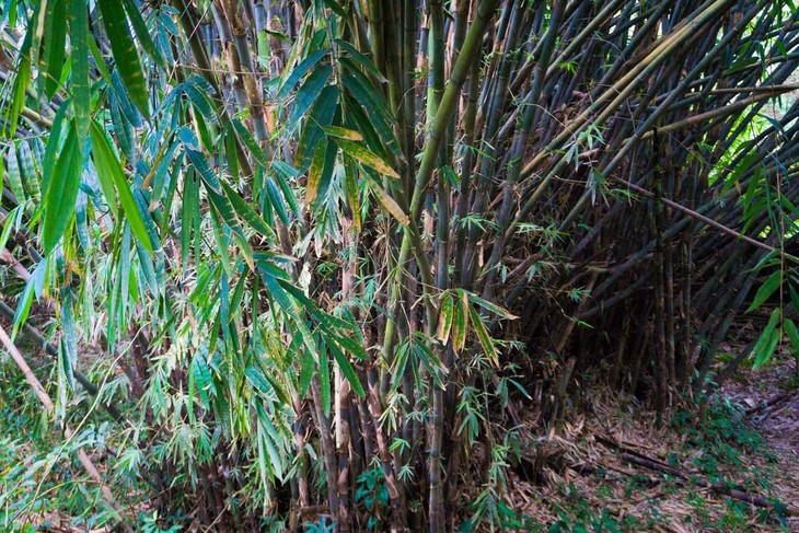 Most green, leafy bamboo plants can grow independently in the wild