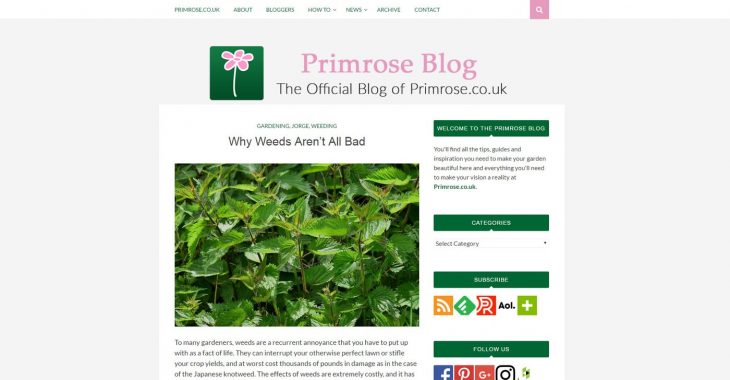 Primrose-Blog