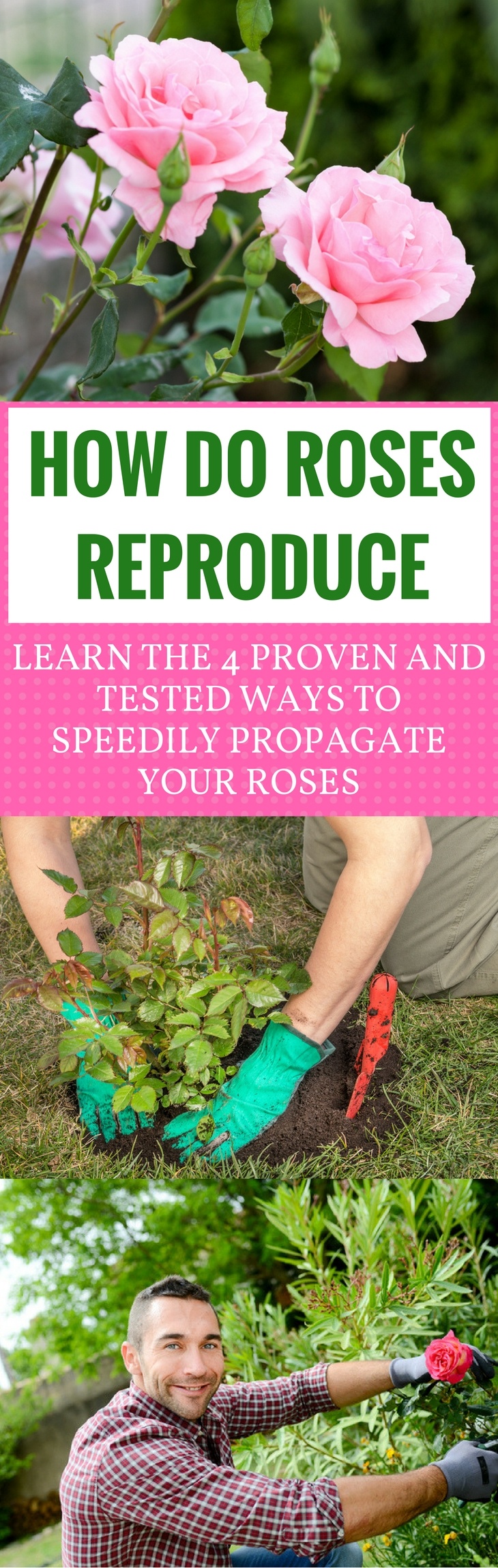 how do roses reproduce pin it