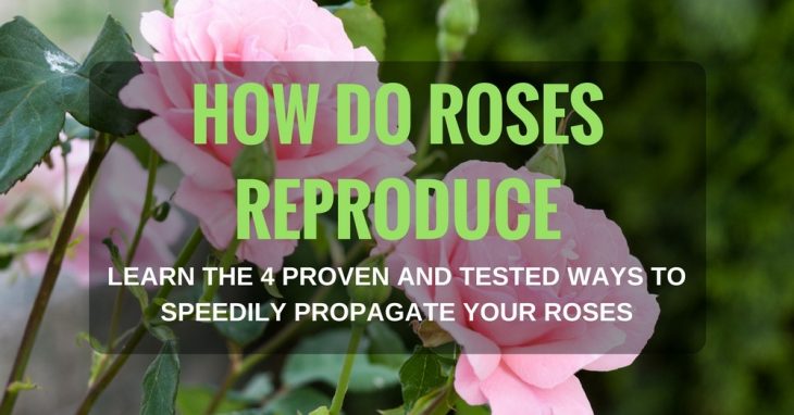 How Do Roses Reproduce? Learn The 4 Proven And Tested Ways To Speedily Propagate Your Roses!