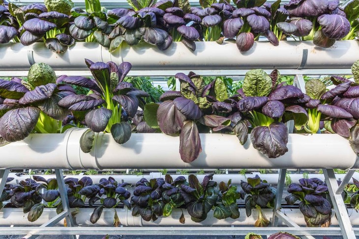 A hydroponics system that can be easily set up while bringing full benefits to the environment