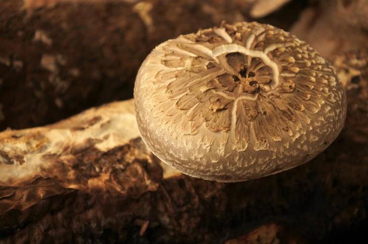 Extreme close up of Portobello mushroom growing in wild