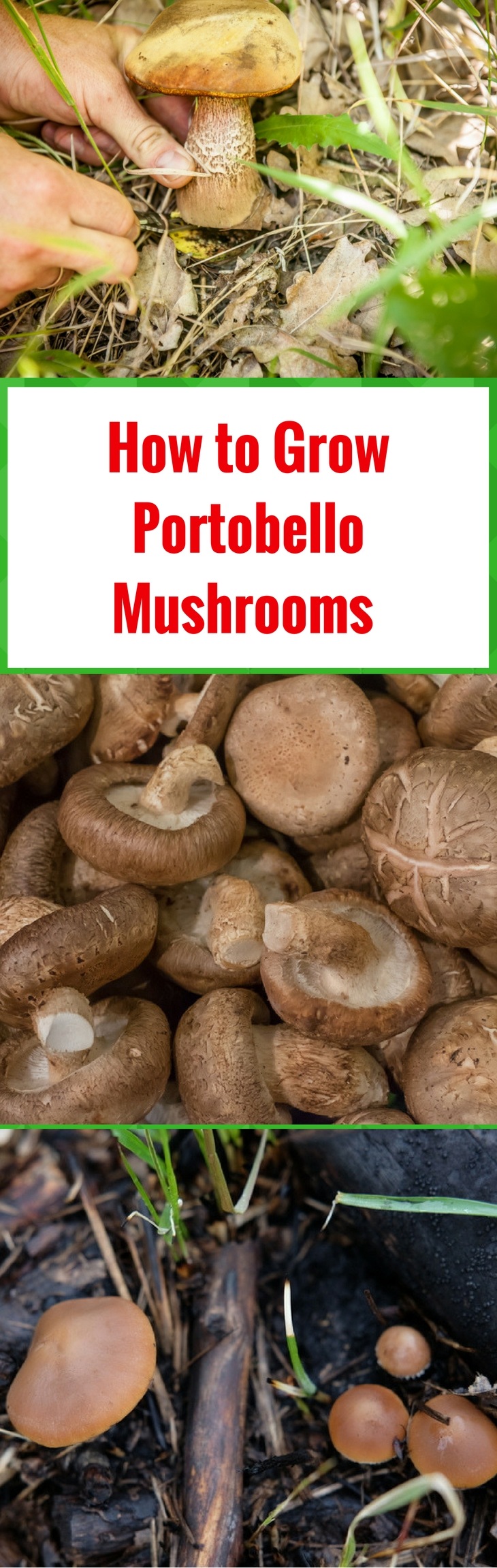 How to Grow Portobello Mushrooms - pin it
